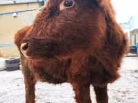 Cow, Cattle — photo 1
