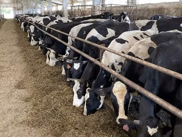Cow, Yaroslavl cattle