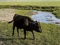 Toro, Ganado vacuno — foto 8