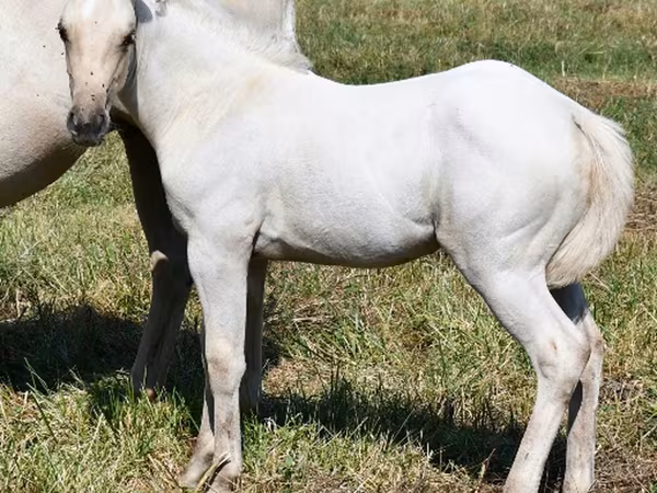 घोड़ी, Quarter Horse