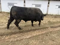 Bull, Aberdeen-Angus — photo 1
