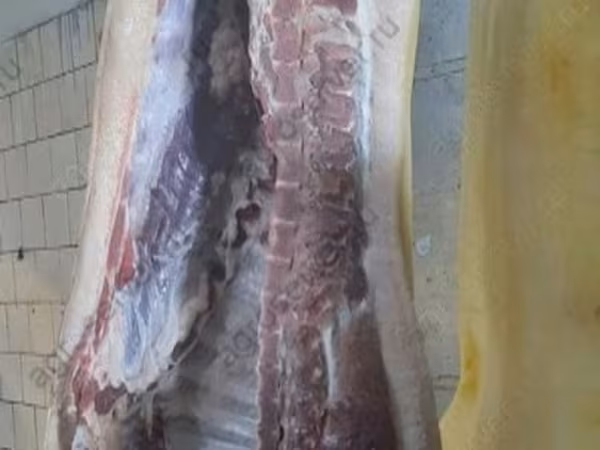 Eber, Schweine