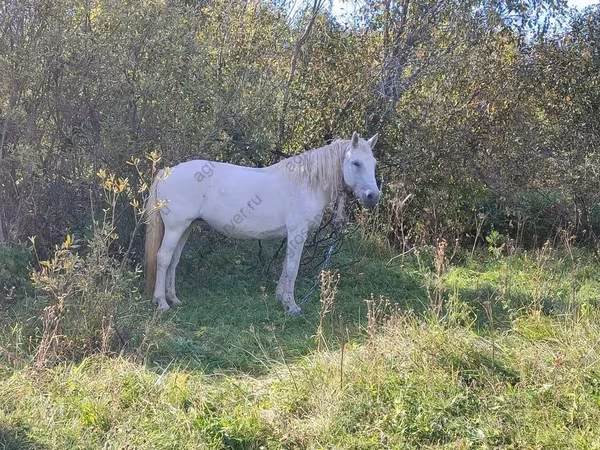 Азаргагүй морь, Trakehner