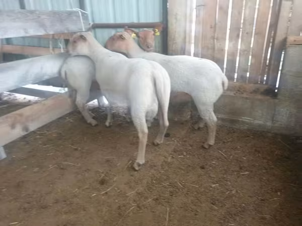 Хонь, Baerchuke sheep