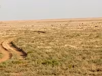 كبش, Katum sheep — الصورة 8