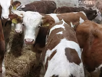 सांड, Simmental cattle — फ़ोटो 6