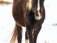 Hengst, Rocky Mountain Horse — Foto 7