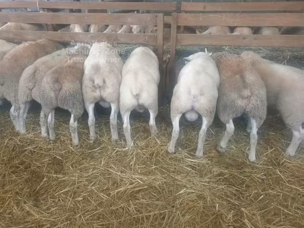 Хонь, Baerchuke sheep