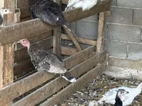 Turkeys — الصورة 7