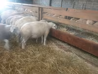Oveja, Baerchuke sheep — foto 2