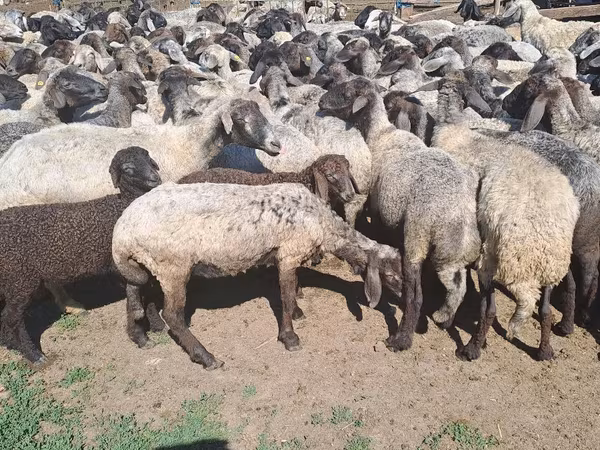 Sheep, Sheep
