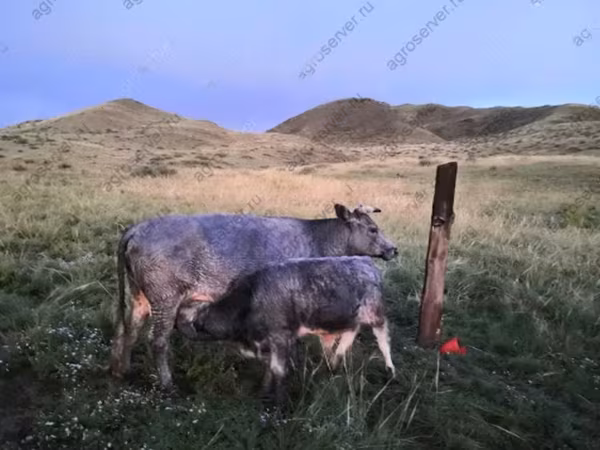 母牛, Simmental cattle