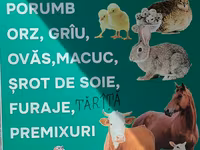 Nutrețuri și cereale,porumb uscat.ne aflăm la Edineț.posibel livrare. — 1 зураг