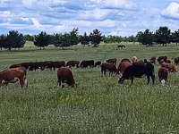 Vaca, Hereford — foto 1