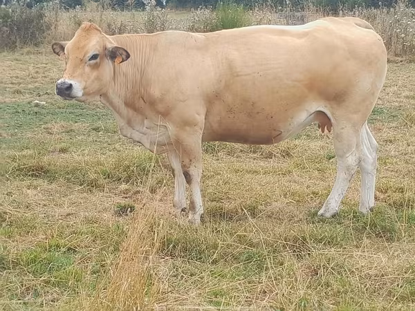 Үнээ, Partenaise cattle