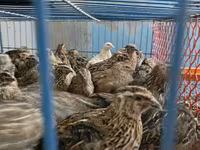 国王鹌鹑 — 照片 3