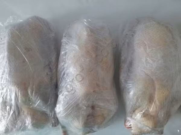 Geese — Орос