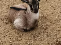 Cabro, Cabras — foto 2