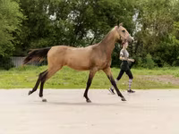 Stute, Akhal-Teke — Foto 5