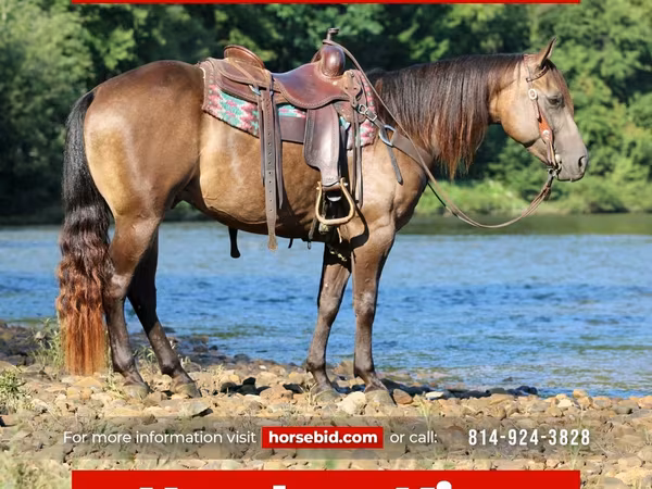 घोड़ा, Quarter Horse