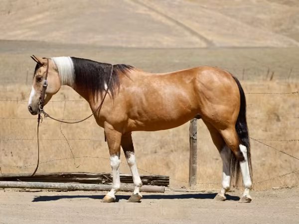 Азаргагүй морь, Quarter Horse