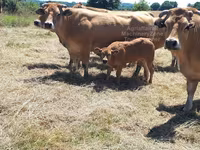 母牛, Cast cow — 照片 5