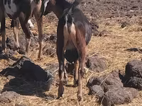 公山羊, Goats — 照片 1