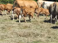母牛, Cast cow — 照片 1