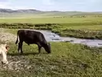 ثور, الماشية — الصورة 7