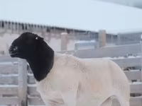 كبش, Dorper sheep — الصورة 3