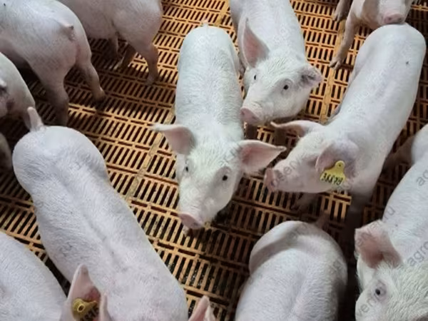 Säue, Schweine