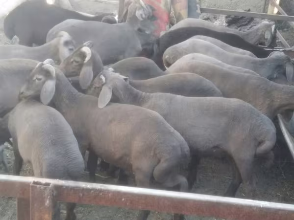 मेढ़ा, Arabi sheep