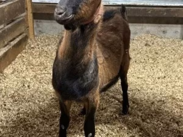 Cabro, Alpine goat