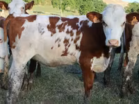 Vaca, Montbéliarde — foto 5