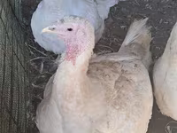 Turkeys — الصورة 2