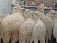 Oveja, Merino sheep — foto 3
