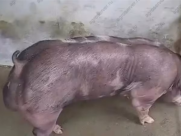 Boar, Pigs — Russia