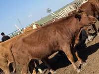 Cow, White-headed Ukrainian — photo 3