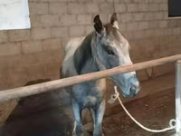 Horse (M), Horse breed — photo 2