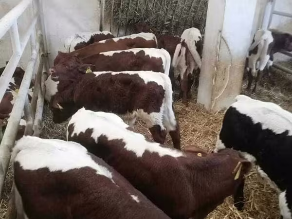 Bulle, Limousin-Kuh