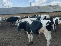 Bull, Russian Black pied cattle — photo 2