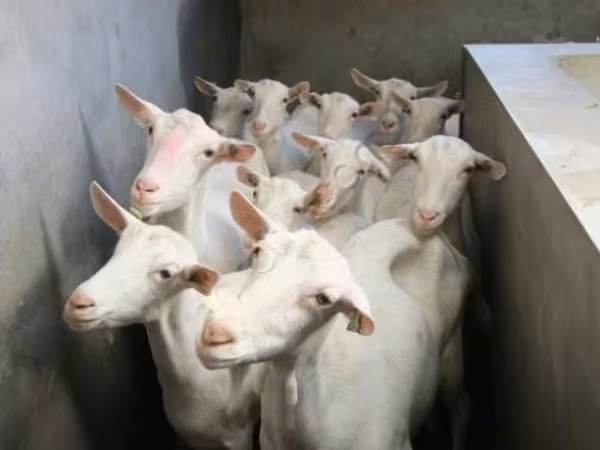 Goat, Goats — Russia