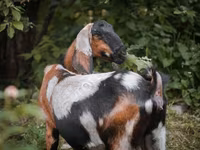 Cabra, Nubian Goat — foto 7