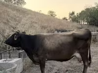 母牛, Ukrainian Brown Dairy Cattle — 照片 2