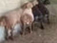 كبش, Arashan sheep — الصورة 8