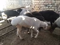 كبش, الأغنام — الصورة 3
