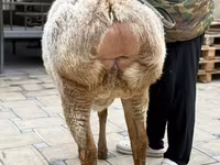 نعجة, Arashan sheep — الصورة 3