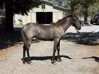 Stute, Rocky Mountain Horse — Foto 5