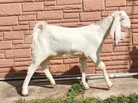 عنزة, Nubian Goat — الصورة 5