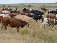 ثور, Simmental cattle — الصورة 3